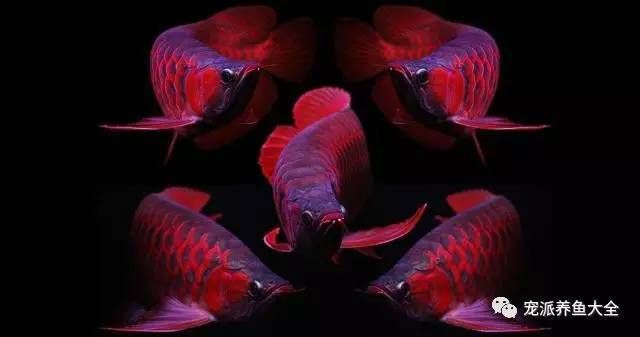 阿古斯貢拜龍魚價位：阿古斯貢拜龍魚價格動態阿古斯貢拜龍魚價格動態