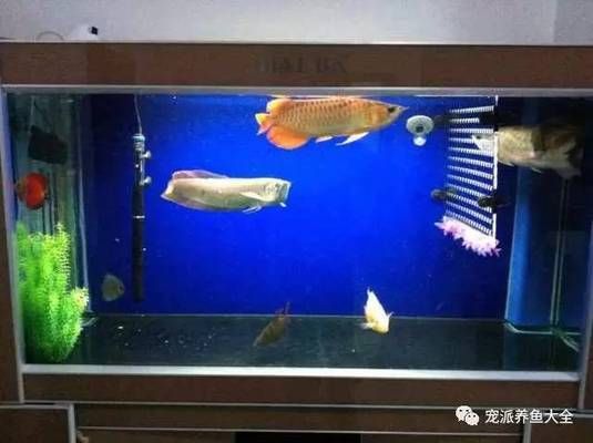 阿古斯貢拜龍魚價位：阿古斯貢拜龍魚價格動態阿古斯貢拜龍魚價格動態