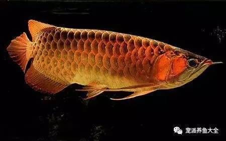 阿古斯貢拜龍魚價位：阿古斯貢拜龍魚價格動態阿古斯貢拜龍魚價格動態