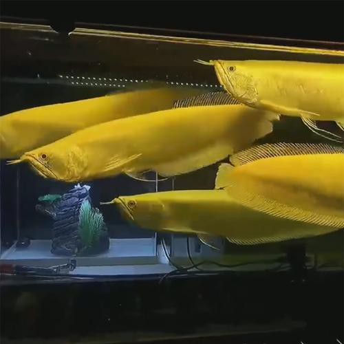 白色的銀龍魚圖片大全