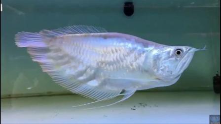 白色的銀龍魚圖片大全