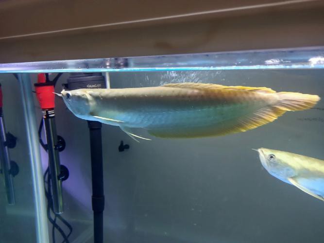 白色的銀龍魚圖片大全