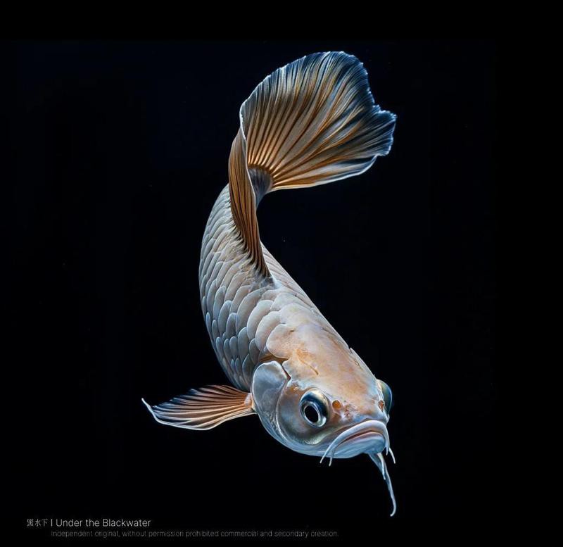 白色的銀龍魚圖片大全