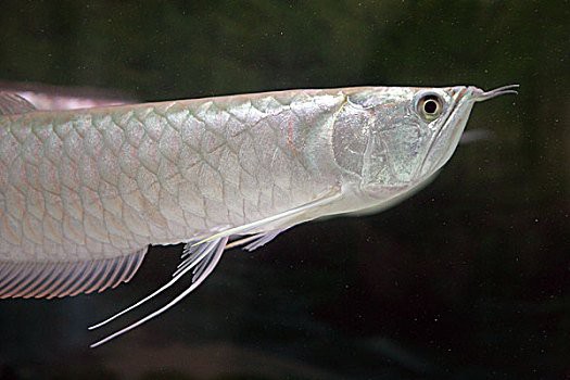 白色的銀龍魚圖片大全