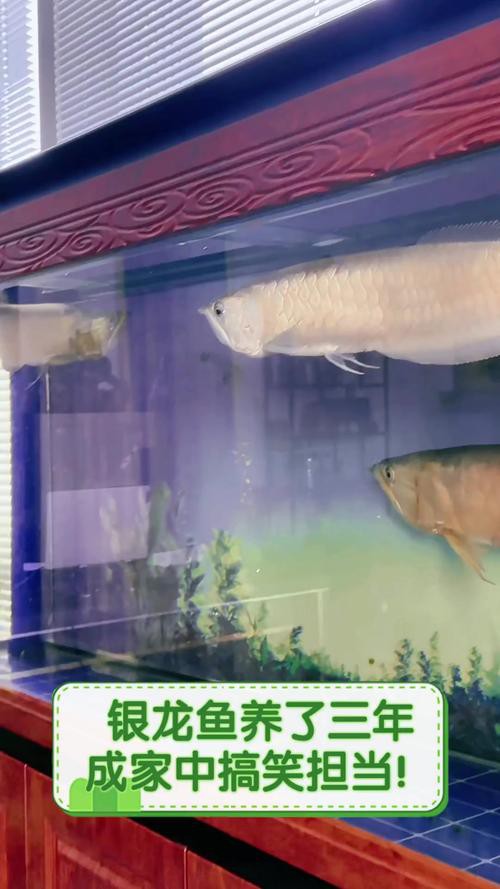 白色的銀龍魚圖片大全