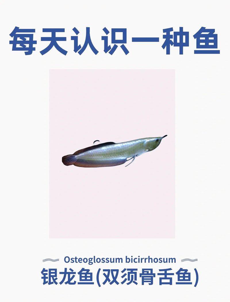 白色的銀龍魚圖片大全