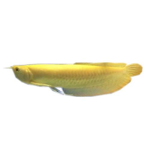 白色的銀龍魚圖片大全