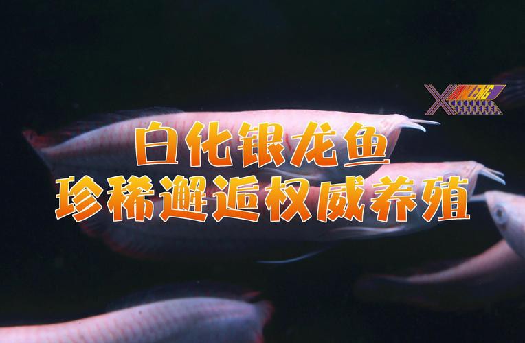 白色的銀龍魚圖片大全