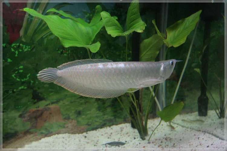 白色的銀龍魚圖片大全