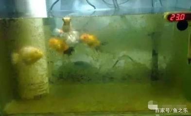 魚缸水質維護的其他指標：魚缸水質維護中的重要指標