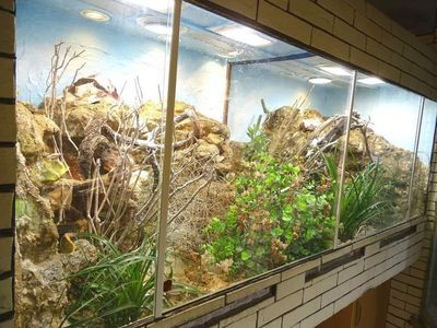 六角恐龍魚缸造景石子（六角恐龍魚缸造景石子在選擇時需要注意以下幾點）