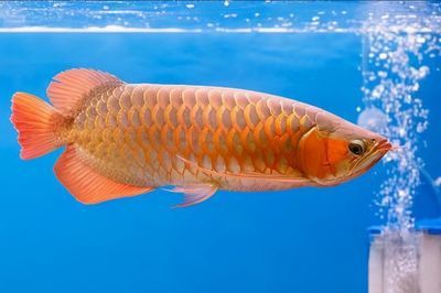 給龍魚做手術怎么做的：關于龍魚手術的詳細步驟和注意事項