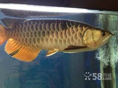 龍魚漂在水面不愛游動怎么辦：龍魚漂在水面不愛游動的原因及解決方法