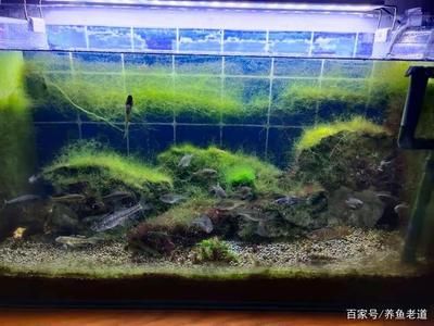 魚缸水質管理有效方法：有效的魚缸水質管理方法