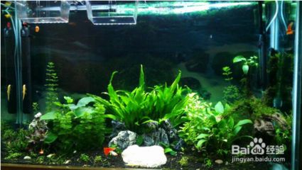 魚缸水質管理有效方法：有效的魚缸水質管理方法