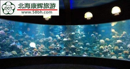 海底世界的奇妙之旅，北海海洋之窗：世界上最大的活體珊瑚展示了156個品種的北海海洋之窗