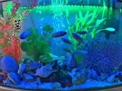 海星魚缸設計原理生態模擬水族箱設計原理生態模擬水族箱設計：海星魚缸怎么選？ 海星魚缸設計原理生態模擬水族箱設計原理生態模擬水族箱設計：海星魚缸怎么選？ 魚缸百科 第2張