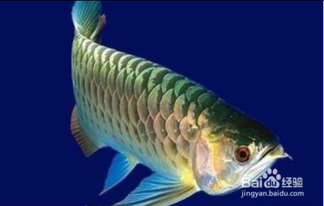 如何改善龍魚的水質：龍魚飼料選擇指南