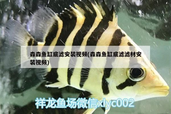 森森魚缸安裝視頻h2c：森森魚缸安裝視頻