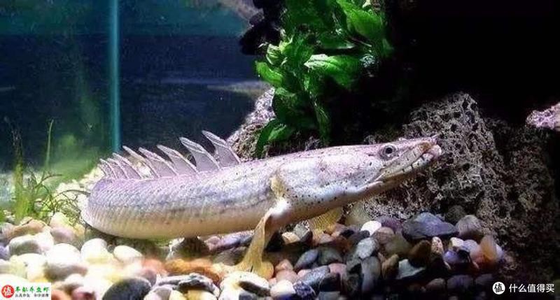 恐龍魚好不好養殖