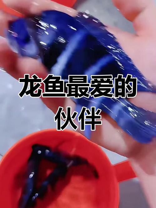 龍魚混養魚推薦哪種最好看