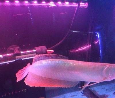 成年龍魚多少天喂一次：成年龍魚喂食頻率可以根據(jù)以下幾個(gè)方面進(jìn)行考慮