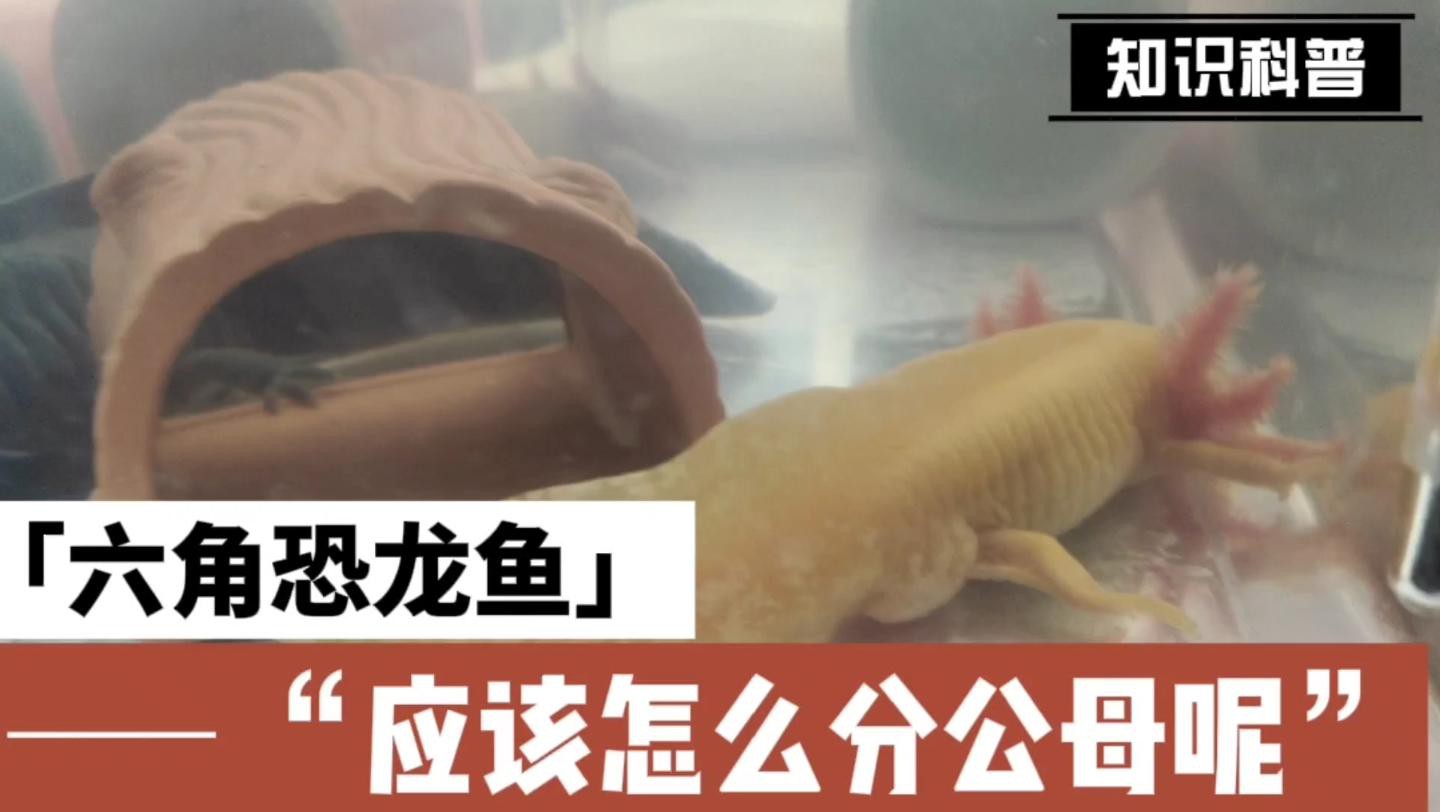 如何鑒別六角恐龍魚的雌雄？