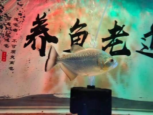 魚缸很多絮狀物：如何預防魚缸中出現絮狀物