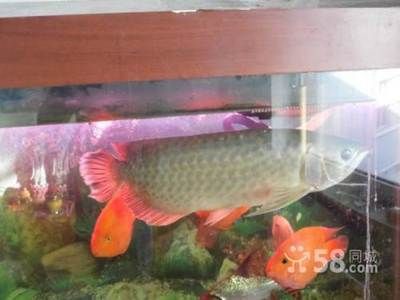 龍魚(yú)進(jìn)口：印尼龍魚(yú)進(jìn)口許可申請(qǐng)指南