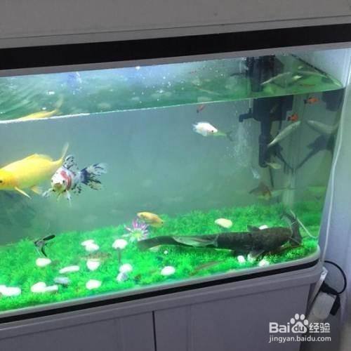 太原市迎澤區(qū)鴻旺觀賞魚(yú)店