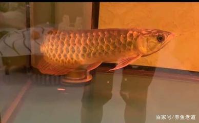 本溪滿族自治縣宇航七彩生態水族館（本溪宇航礦業有限公司電話）