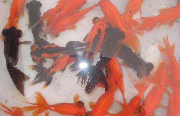 紅龍魚用什么顏色的背景畫好看呢圖片欣賞一下（紅龍魚背景選什么顏色）