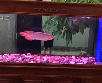 定制魚缸的價格是多少：定制魚缸價格可以根據不同的因素而有很大的差異
