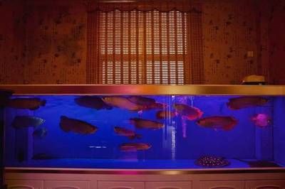紅龍魚缸底用什么顏色（養(yǎng)紅龍魚時(shí)，缸底和背景顏色的選擇對(duì)紅龍魚的發(fā)色有影響）