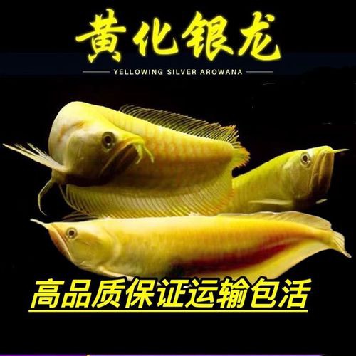 象鼻魚可以和龍魚混養嗎圖片欣賞