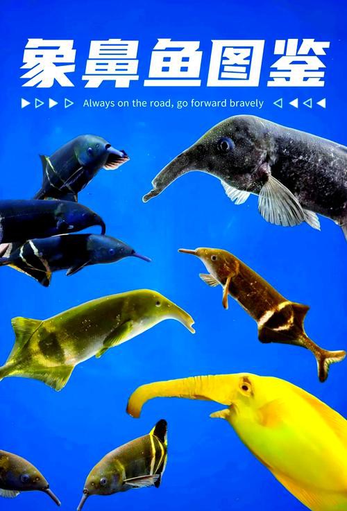 象鼻魚可以和龍魚混養嗎圖片欣賞