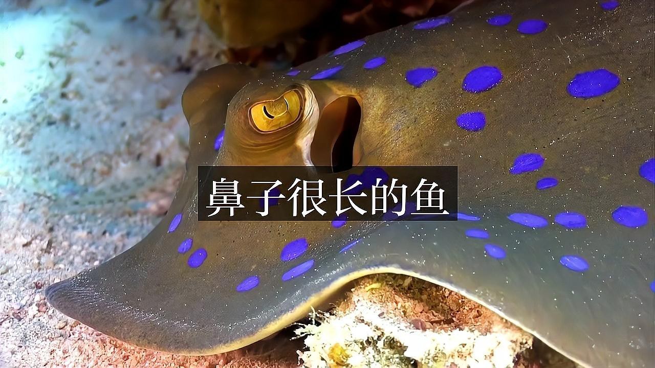 象鼻魚可以和龍魚混養嗎圖片欣賞