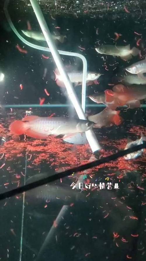 象鼻魚可以和龍魚混養嗎圖片欣賞