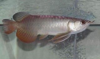 金龍魚的幼崽長什么樣，如何辨別金龍魚幼崽的性別