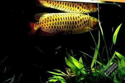 龍魚可以喂草魚嗎，龍魚與草魚共養的注意事項，