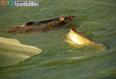 龍魚可以喂草魚嗎，龍魚與草魚共養的注意事項，