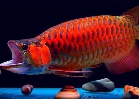 龍魚喂什么食物長得快（龍魚可以喂食多種食物以支持其健康成長，促進龍魚快速生長）