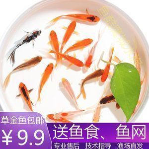 龍魚能經(jīng)常喂活魚嗎，龍魚可以經(jīng)常喂食活魚嗎