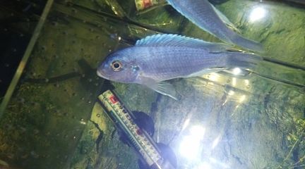 黑桃A魚飼養技巧分享，飼養黑桃a魚的技巧