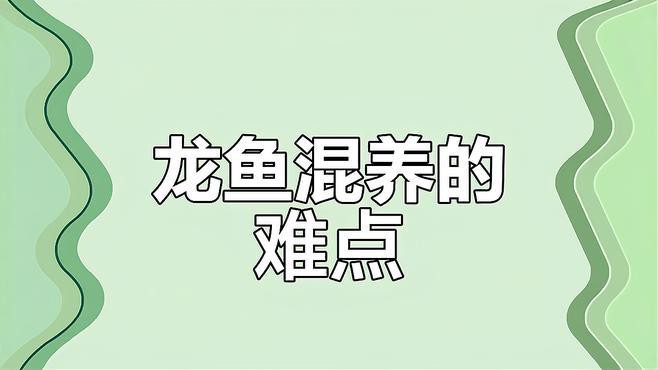 如何判斷龍魚打架的傷情程度？