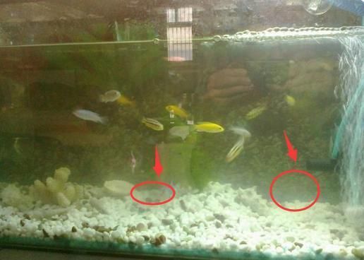 魚缸過(guò)濾良好的魚缸可以延長(zhǎng)換水的時(shí)間不換水的重要性：魚缸發(fā)臭怎么辦