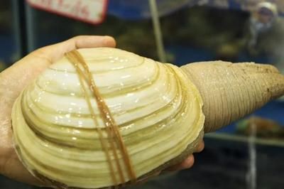 河蚌寄生蟲的防治：河蚌與魚缸寄生蟲的關系