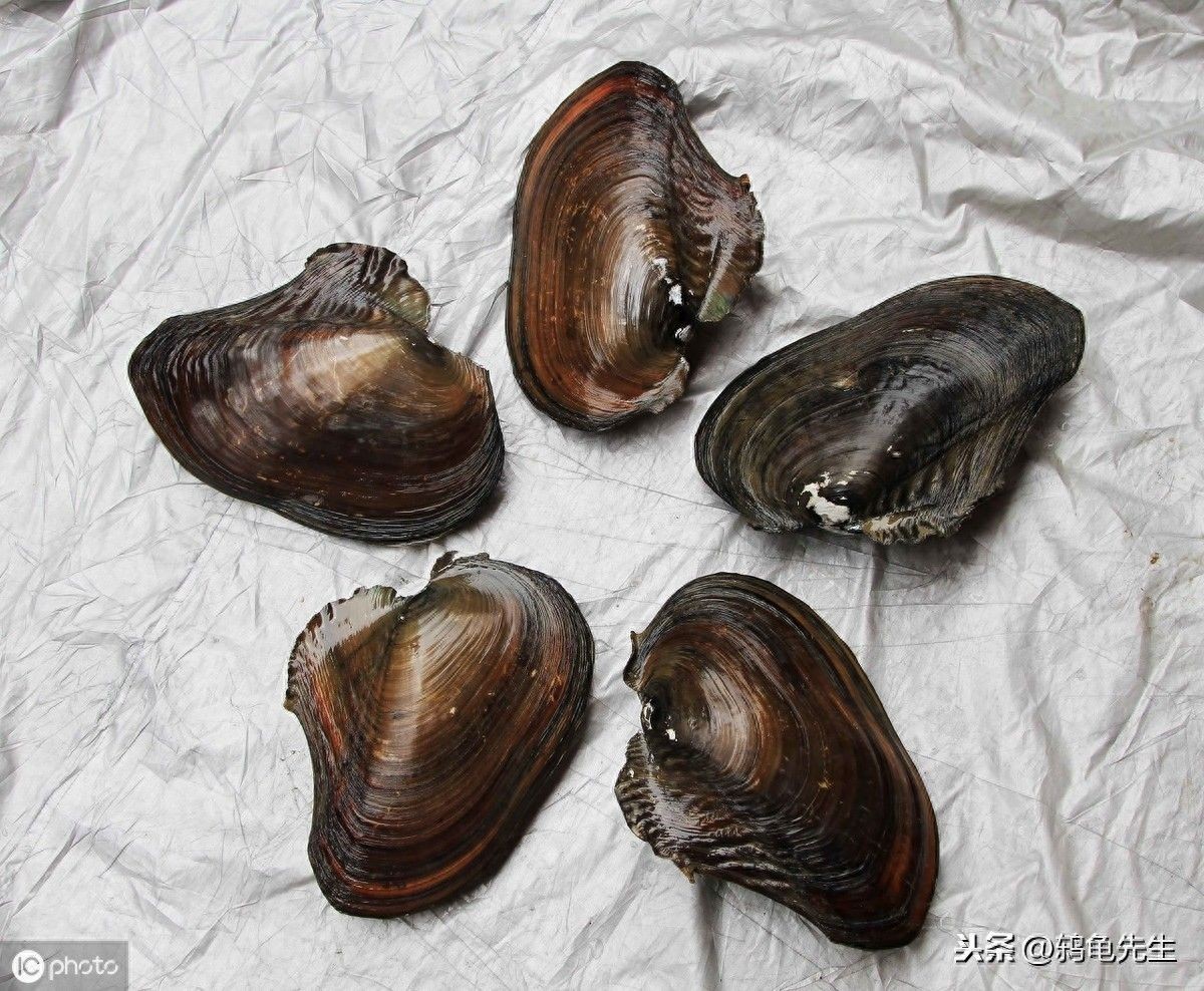 河蚌寄生蟲的防治：河蚌與魚缸寄生蟲的關系