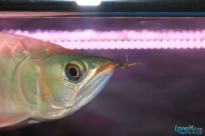龍魚頭部發黑解決辦法：龍魚頭部發黑怎么辦