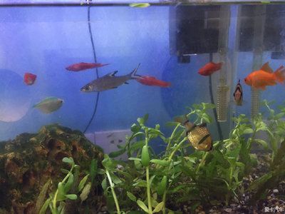 花卉市場魚缸多少錢（花卉市場里的魚缸養(yǎng)護(hù)秘籍：如何維護(hù)美麗的魚缸擁有美麗的魚缸）
